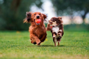 Najmanjše pasme psov